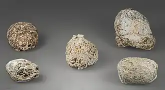 Coprolithes (Aurignacien) de Hyène des cavernes - Grotte d'Aurignac (MHNT)