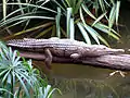 Crocodile de Johnston (Crocodylus johnstoni, Crocodylidae)