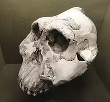 Crâne fossile de Paranthropus boisei.