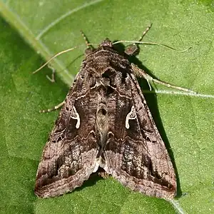Noctuidae(Autographa gamma)
