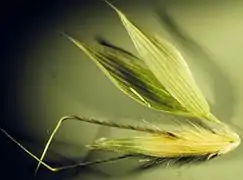 Arêtes coudées et torsadées à leur base de la folle avoine (Avena fatua).