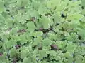 Azolla caroliniana (Azollaceae)