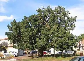 Le sycomore (Ficus sycomorus) était souvent planté pour faire de l'ombre.  Il était également souvent planté près des temples, et son bois était utilisé pour la fabrication de cercueils pour les momies.