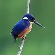 Martin pêcheur Alcedo azurea