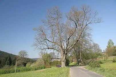 Le tilleul de Luňáček.