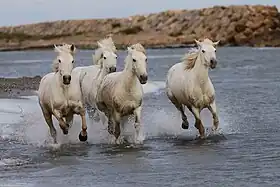 Chevaux de Camargue galopant dans les marais de leur région d'origine.