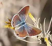 Dessus d'une femelle.