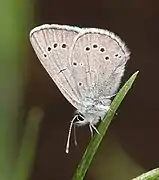 Glaucopsyche lygdamus