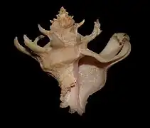 Babelomurex nakayasui