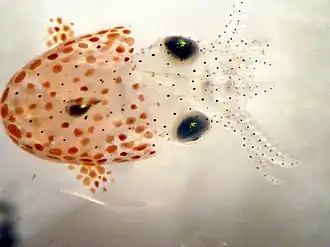 Sepiola atlantica (juvénile)