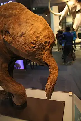 Image illustrative de l’article Lyuba