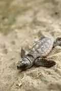 nouveau-né de tortue caouanne