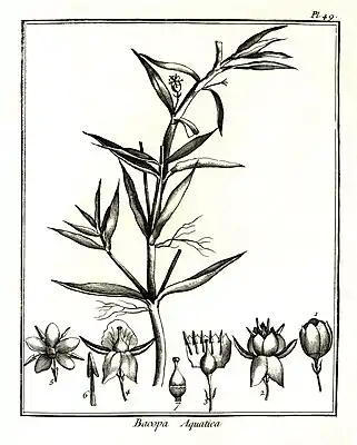 Bacopa aquatica par Aublet (1775) Planche 49.On a grossi les parties de la fleur seulement.1. Fleur à demi ouverte, garnie de deux écailles.2. Fleur ouverte, avec deux portions du calice rabattues.3. Corolle ouverte. Étamines. pistil.4. Calice. pistil.5. Corolle vue en dessous.6. Étamine séparée.7. Ovaire. Style. Stigmate.