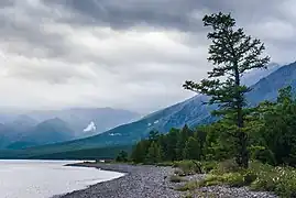 Taïga avec un pin de Sibérie au premier plan.
