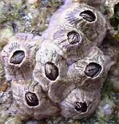 Balanus perforatus