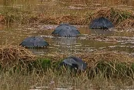 Mode de chasse caractéristique de l'aigrette ardoisée, ici à l'est d'Antananarivo, à Madagascar.