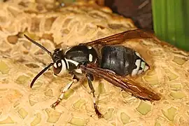 Dolichovespula maculata