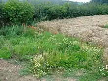 Messicoles (ici du bocage de l'Avesnois, en France)