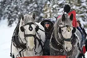 Image illustrative de l’article Cheval au Canada