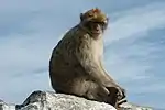 Le Macaque berbère ou Magot (Macaca sylvanus) est le seul macaque vivant sur le continent africain, à l'état sauvage dans les forêts relictuelles du Maroc...