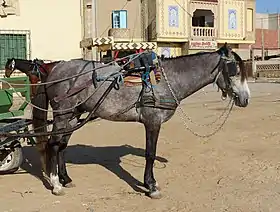 Cheval gris avec son harnais.