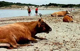 Image illustrative de l’article Corse (race bovine)
