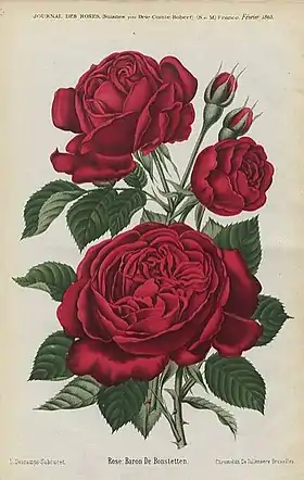 Image illustrative de l’article Baron de Bonstetten