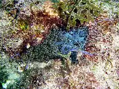 Bartholomea annulata (en) et Ancylomenes pedersoni