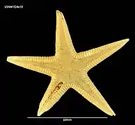 Psilaster herwigi (USNM)