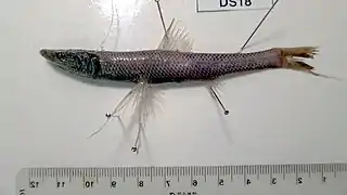 Bathypterois dubius