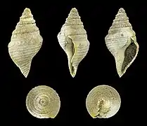 Bathytoma cataphracta (en) jugleri, un Borsoniidae.