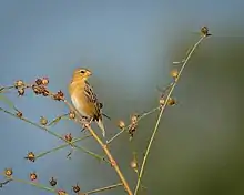 Tisserin baya, mâle, livrée non nuptiale
