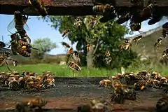 Photo en couleur montrant des abeilles de l'intérieur d'un cube en bois, avec vue sur un jardin