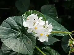 Begonia itaguassuensis
