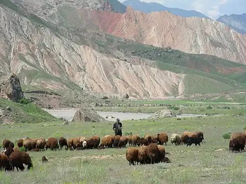 Troupeau de moutons et berger dans la province d'Iğdır en mai 2007.