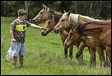 Un homme trisomique donne des carottes à un groupe de chevaux.