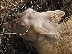 Berrichon de l'Indre