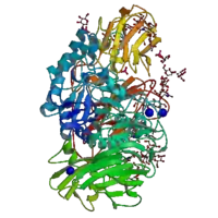 Image illustrative de l’article Bêta-galactosidase