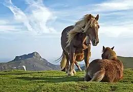 Poneys pottok dans le parc naturel Aiako Harria