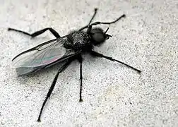 Bibio marci, un Bibionidae.