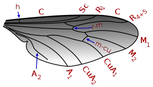 Aile de Bibio marci avec nervures