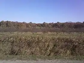 Bijeljevina Orahovička