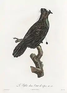 Le Sifilet dans l'état de repos