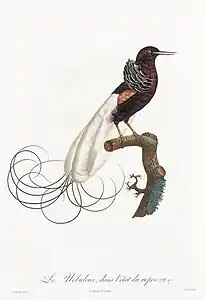 Le Nébuleux dans l'état de repos