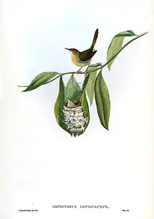 Dessin d'un nid dans un cornet de feuilles par John Gould