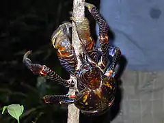 Birgus latro (crabe de cocotier)