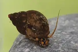 Bithynia tentaculata.
