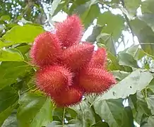 Fruits : capsules épineuses, rouges.