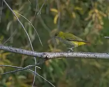 Loriot de Chine femelle