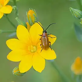 Plante autogame ou pollinisée par les insectes. Ici un coléoptère Exosoma lusitanicum.